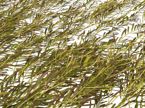 HighpolyLow Poly Potamogeton ochreatus &ndash; stumpfes Laichkraut 3D Modell
