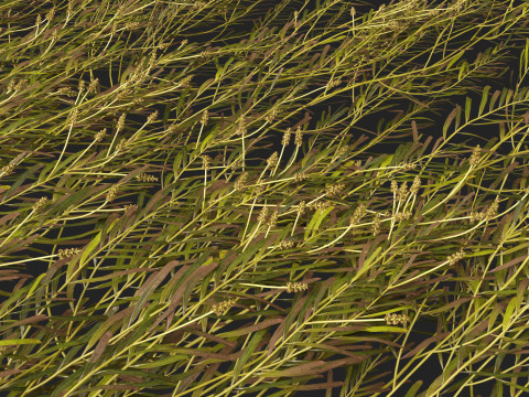 HighpolyLow Poly Potamogeton ochreatus - blunt pondweed Modelo 3D