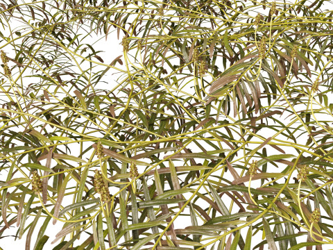 HighpolyLow Poly Potamogeton ochreatus - blunt pondweed Modelo 3D