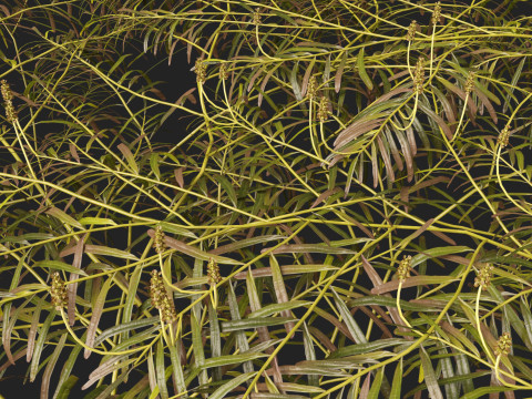 HighpolyLow Poly Potamogeton ochreatus - blunt pondweed Modelo 3D
