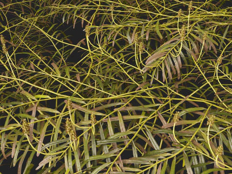 HighpolyLow Poly Potamogeton ochreatus &ndash; stumpfes Laichkraut 3D Modell