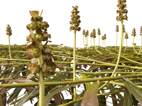 HighpolyLow Poly Potamogeton ochreatus - blunt pondweed Modelo 3D
