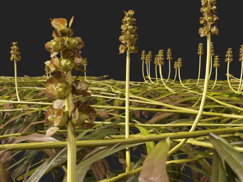 HighpolyLow Poly Potamogeton ochreatus &ndash; stumpfes Laichkraut 3D Modell