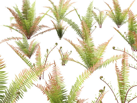 HighpolyLow Poly Telmatoblechnum indicum - Swamp water fern Modelo 3D