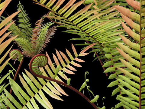 HighpolyLow Poly Telmatoblechnum indicum - Swamp water fern 3D मॉडल