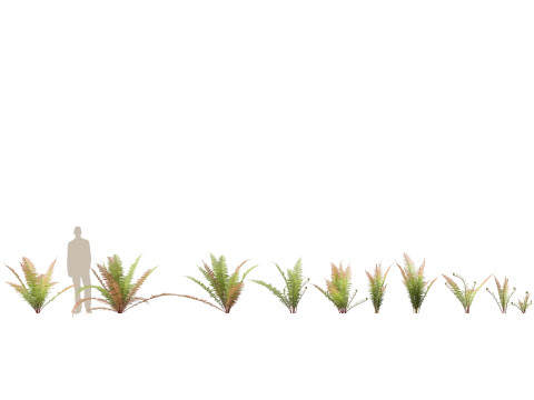 HighpolyLow Poly Telmatoblechnum indicum - Swamp water fern 3D मॉडल