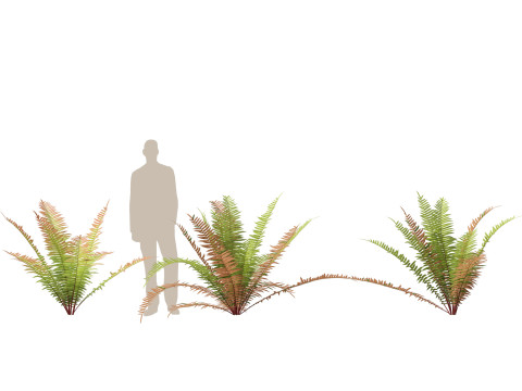 HighpolyLow Poly Telmatoblechnum indicum - Swamp water fern 3D मॉडल