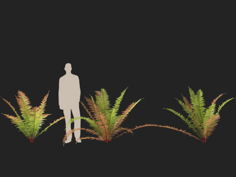 HighpolyLow Poly Telmatoblechnum indicum - Swamp water fern 3D मॉडल