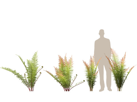 HighpolyLow Poly Telmatoblechnum indicum - Swamp water fern 3D मॉडल