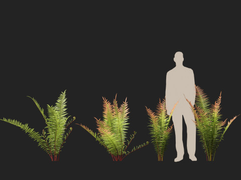 HighpolyLow Poly Telmatoblechnum indicum - Swamp water fern 3D मॉडल