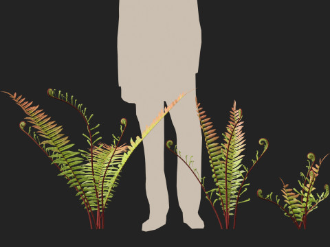 HighpolyLow Poly Telmatoblechnum indicum - Swamp water fern 3D मॉडल