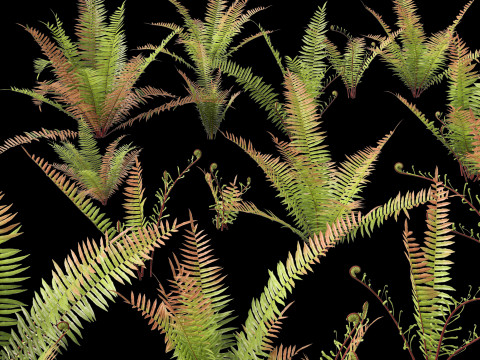 HighpolyLow Poly Telmatoblechnum indicum - Swamp water fern 3D मॉडल