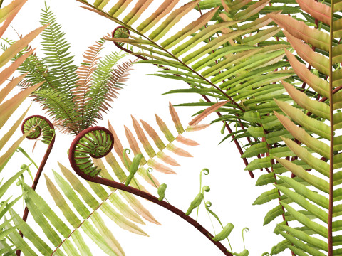 HighpolyLow Poly Telmatoblechnum indicum - Swamp water fern 3D मॉडल