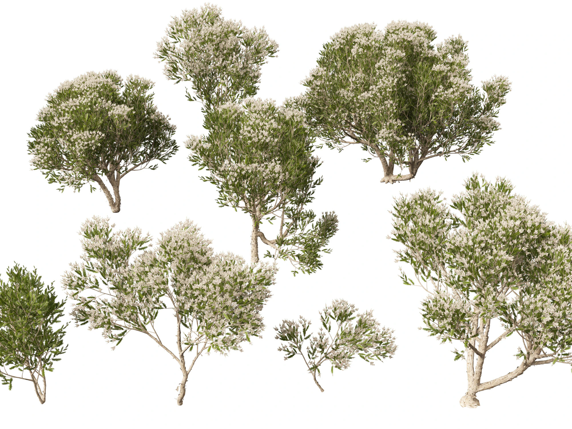 HighpolyLow Poly Melaleuca ericifolia - swamp paperbark 3D Model .c4d .max .obj .3ds .fbx .stl .blend