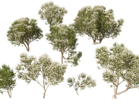HighpolyLow Poly Melaleuca ericifolia - casca de papel do p&acirc;ntano Modelo 3D