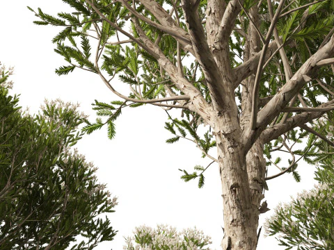 HighpolyLow Poly Melaleuca ericifolia - swamp paperbark 3D Model