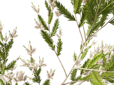 HighpolyLow Poly Melaleuca ericifolia - swamp paperbark 3D Model