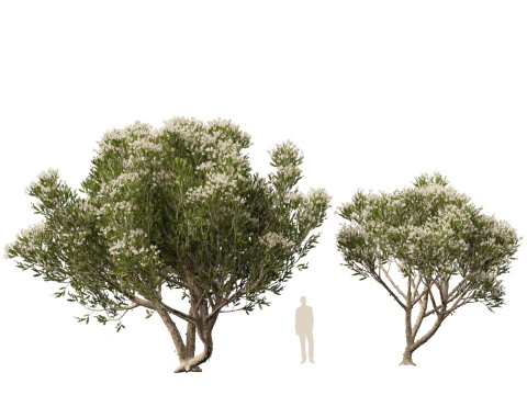 HighpolyLow Poly Melaleuca ericifolia - swamp paperbark 3D Model
