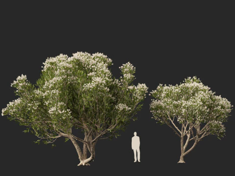 HighpolyLow Poly Melaleuca ericifolia - swamp paperbark 3D Model
