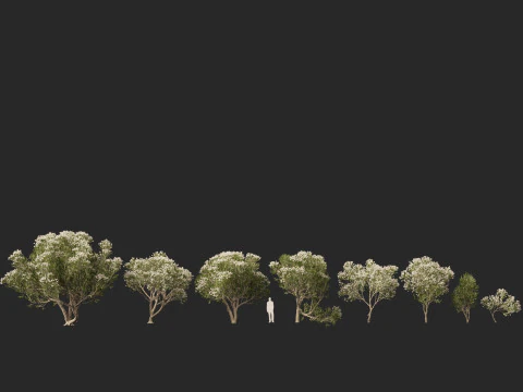 HighpolyLow Poly Melaleuca ericifolia - swamp paperbark 3D Model