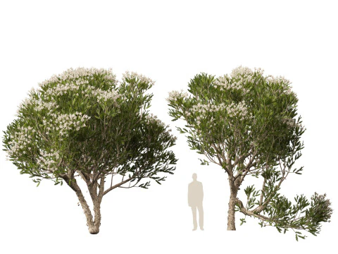 HighpolyLow Poly Melaleuca ericifolia - swamp paperbark 3D Model