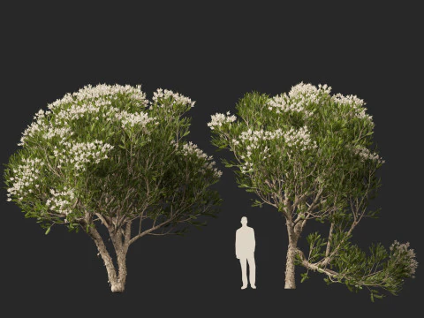 HighpolyLow Poly Melaleuca ericifolia - swamp paperbark 3D Model
