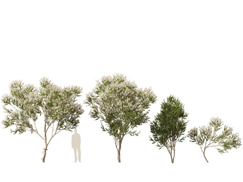 HighpolyLow Poly Melaleuca ericifolia - swamp paperbark Model 3D