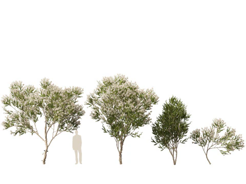 HighpolyLow Poly Melaleuca ericifolia - swamp paperbark 3D Model