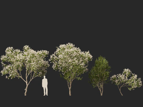 HighpolyLow Poly Melaleuca ericifolia - swamp paperbark 3D Model