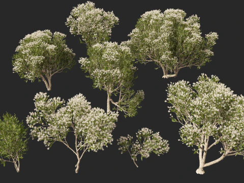 HighpolyLow Poly Melaleuca ericifolia - swamp paperbark 3D Model