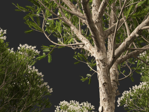 HighpolyLow Poly Melaleuca ericifolia - swamp paperbark Model 3D