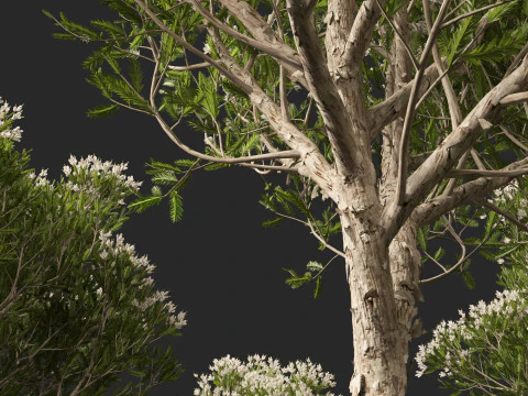 HighpolyLow Poly Melaleuca ericifolia - swamp paperbark 3D Model
