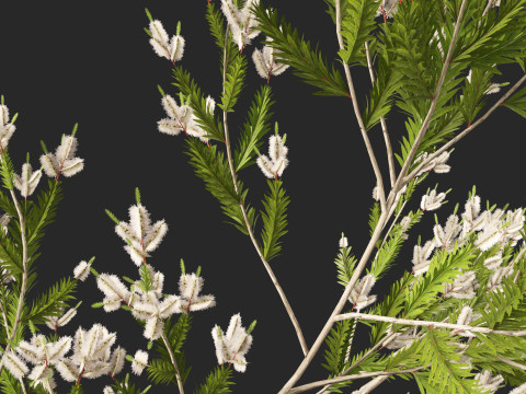 HighpolyLow Poly Melaleuca ericifolia - swamp paperbark Model 3D