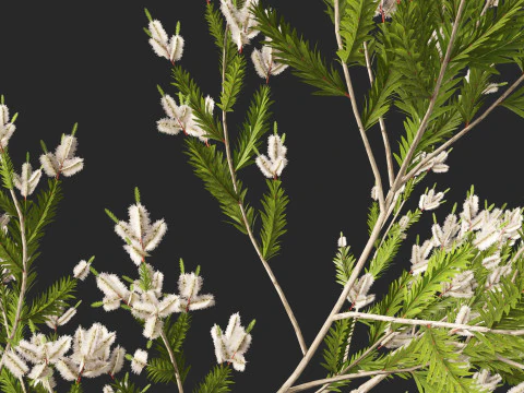 HighpolyLow Poly Melaleuca ericifolia - swamp paperbark 3D Model
