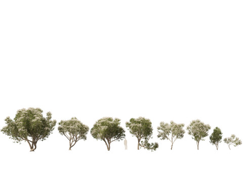HighpolyLow Poly Melaleuca ericifolia - swamp paperbark Model 3D