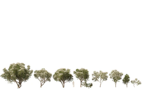 HighpolyLow Poly Melaleuca ericifolia - swamp paperbark 3D Model