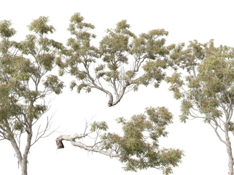 HighpolyLow Poly - Eucalyptus camaldulensis - River Red Gum 3D Модель