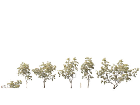 HighpolyLow Poly - Eucalyptus camaldulensis - River Red Gum Modello 3D