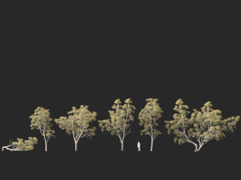 HighpolyLow Poly - Eucalyptus camaldulensis - River Red Gum Modello 3D