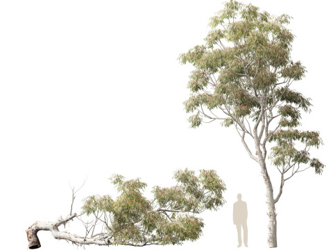 HighpolyLow Poly - Eucalyptus camaldulensis - River Red Gum Modello 3D