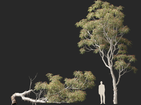 HighpolyLow Poly - Eucalyptus camaldulensis - River Red Gum Modello 3D