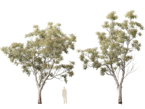 HighpolyLow Poly - Eucalyptus camaldulensis - River Red Gum Modello 3D