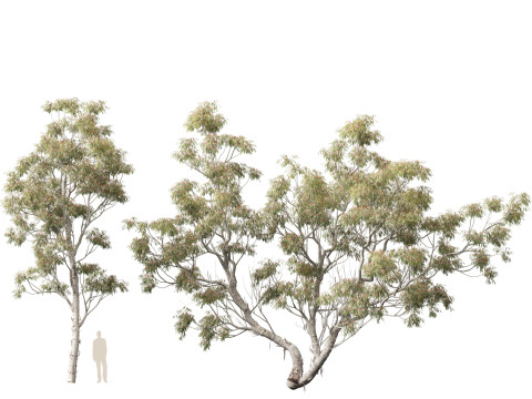 HighpolyLow Poly - Eucalyptus camaldulensis - River Red Gum Modello 3D