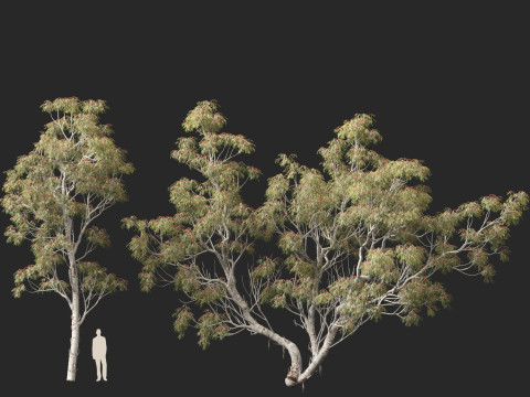 HighpolyLow Poly - Eucalyptus camaldulensis - River Red Gum Modello 3D