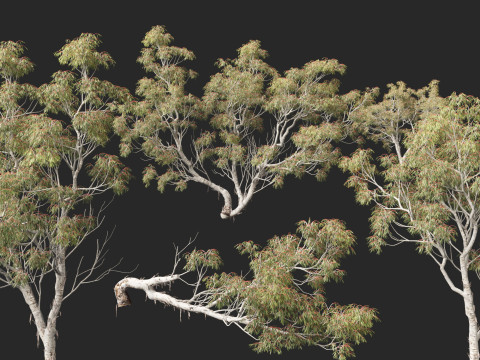 HighpolyLow Poly - Eucalyptus camaldulensis - River Red Gum Modello 3D