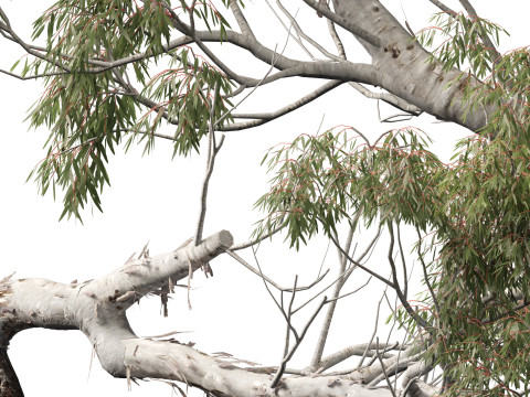 HighpolyLow Poly - Eucalyptus camaldulensis - River Red Gum Modello 3D