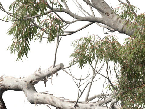 हाईपोलीलो पॉली - यूकेलिप्टस कैमलडुलेंसिस - रिवर रेड गम 3D मॉडल