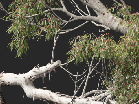 HighpolyLow Poly - Eucalyptus camaldulensis - River Red Gum Modello 3D