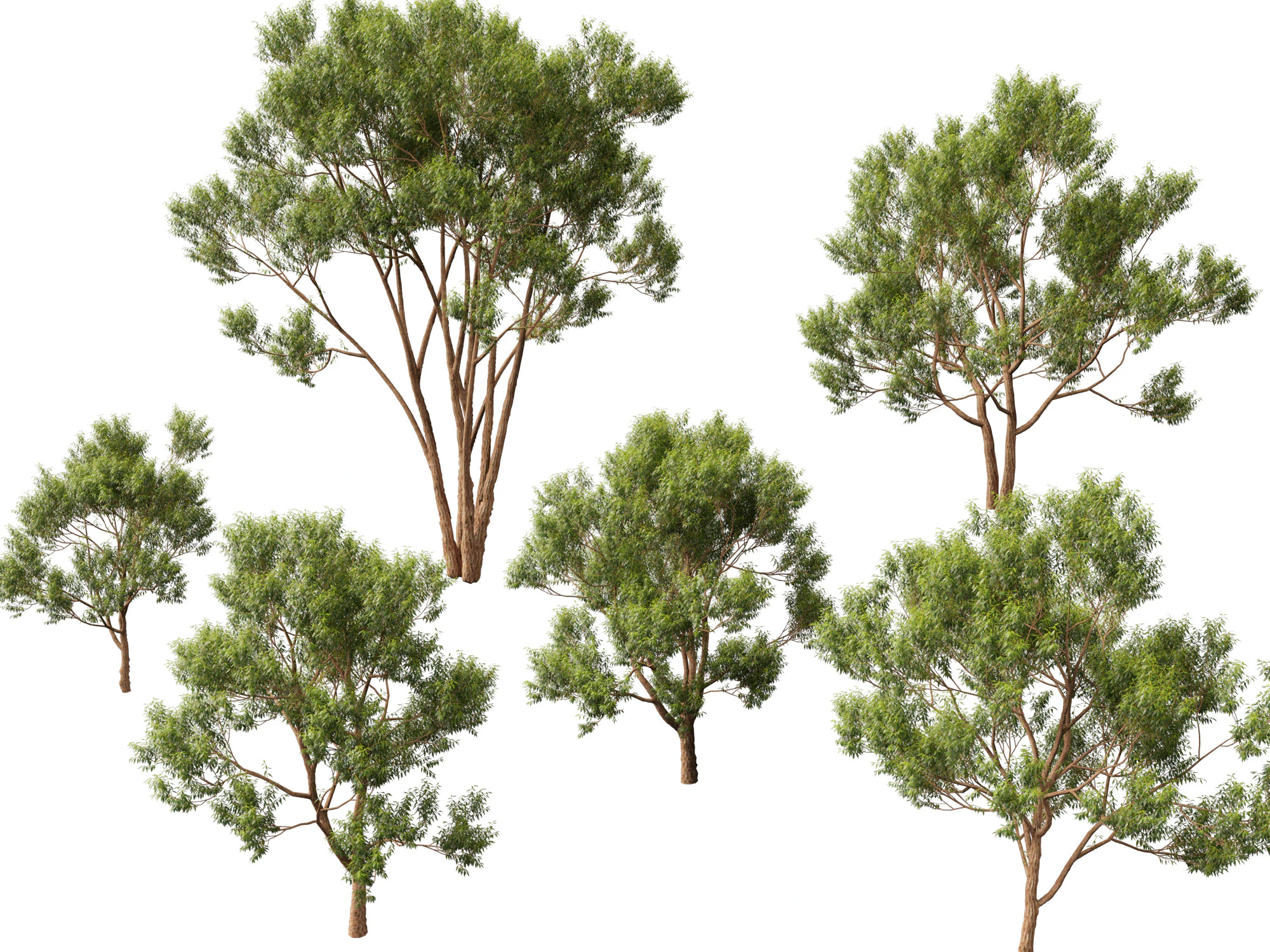 HighpolyLow Poly Eucalyptus robusta - swamp mahogany 3D Model .c4d .max .obj .3ds .fbx .stl .blend 