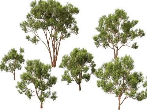 HighpolyLow Poly Eucalyptus robusta - swamp mahogany 3D Модель